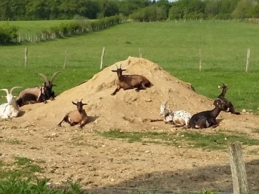 Gite la Ferme des Grenouillettes